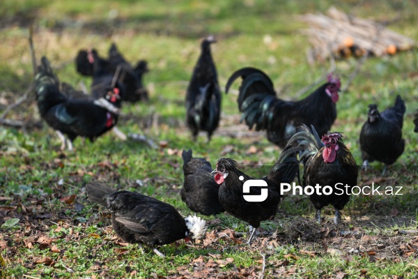 Dövlət Turizm Agentliyinin Şəki şəhərinə təşkil etdiyi mediatur