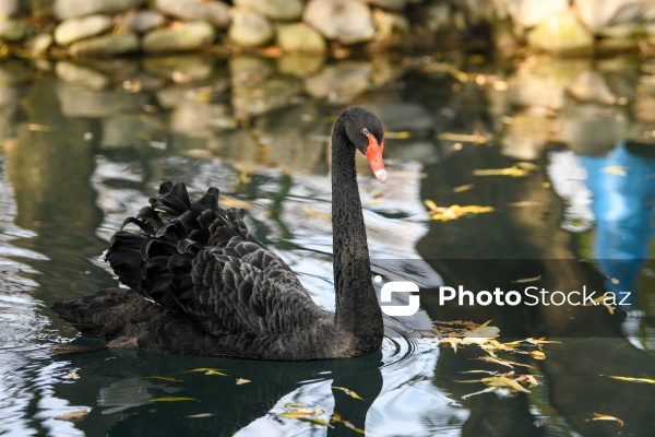 Dövlət Turizm Agentliyinin Şəki şəhərinə təşkil etdiyi mediatur