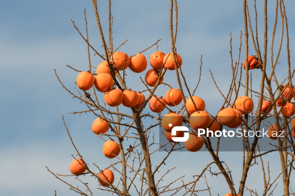 Dövlət Turizm Agentliyinin Şəki şəhərinə təşkil etdiyi mediatur