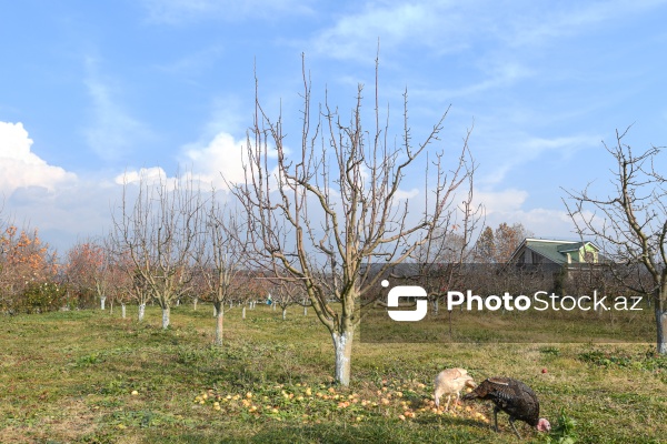 Dövlət Turizm Agentliyinin Şəki şəhərinə təşkil etdiyi mediatur