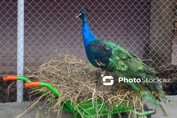 Dövlət Turizm Agentliyinin Şəki şəhərinə təşkil etdiyi mediatur
