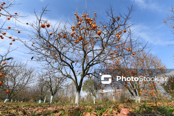 Dövlət Turizm Agentliyinin Şəki şəhərinə təşkil etdiyi mediatur