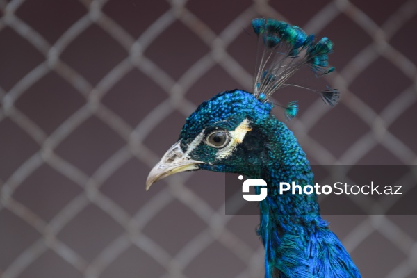 Dövlət Turizm Agentliyinin Şəki şəhərinə təşkil etdiyi mediatur