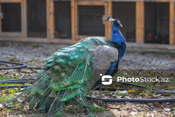 Dövlət Turizm Agentliyinin Şəki şəhərinə təşkil etdiyi mediatur