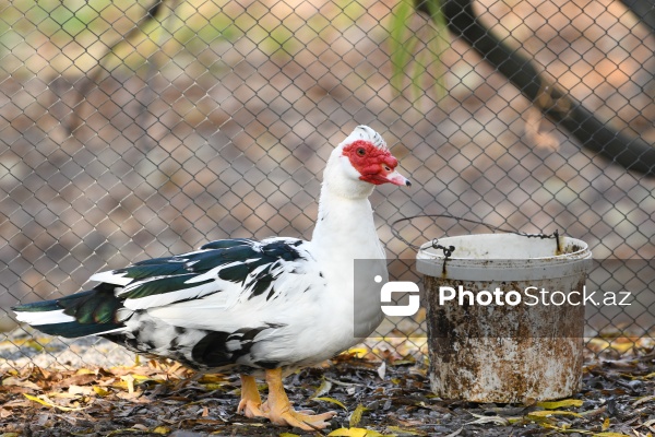 Dövlət Turizm Agentliyinin Şəki şəhərinə təşkil etdiyi mediatur