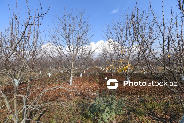 Dövlət Turizm Agentliyinin Şəki şəhərinə təşkil etdiyi mediatur