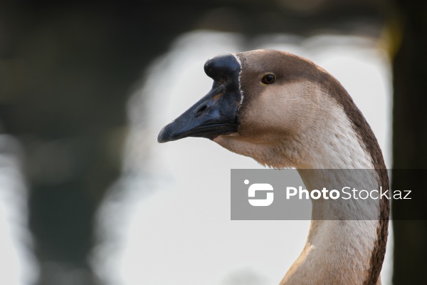 Dövlət Turizm Agentliyinin Şəki şəhərinə təşkil etdiyi mediatur