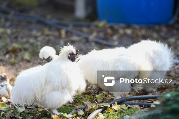 Dövlət Turizm Agentliyinin Şəki şəhərinə təşkil etdiyi mediatur