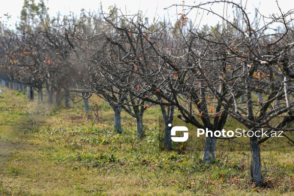 Dövlət Turizm Agentliyinin Şəki şəhərinə təşkil etdiyi mediatur