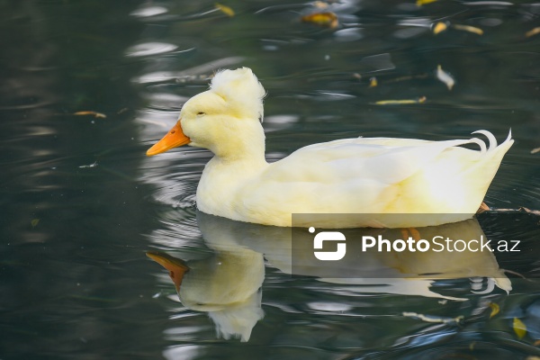 Dövlət Turizm Agentliyinin Şəki şəhərinə təşkil etdiyi mediatur