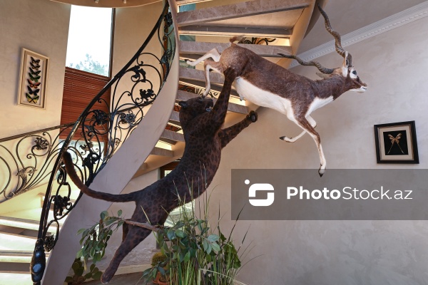 Dünyanın müxtəlif ölkələrindən toplanan ov kolleksiyası