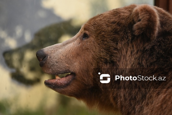 Dünyanın müxtəlif ölkələrindən toplanan ov kolleksiyası