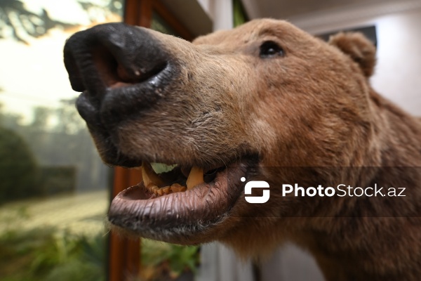 Dünyanın müxtəlif ölkələrindən toplanan ov kolleksiyası