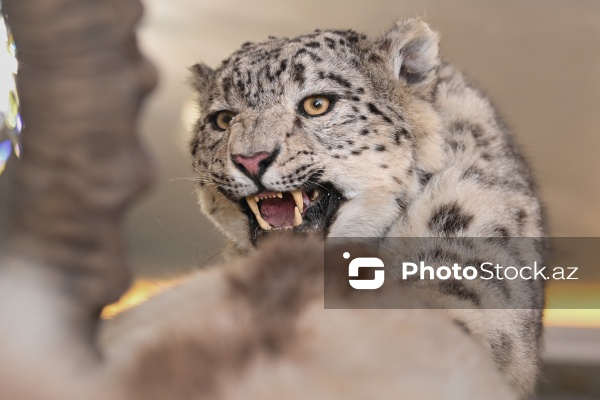 Dünyanın müxtəlif ölkələrindən toplanan ov kolleksiyası