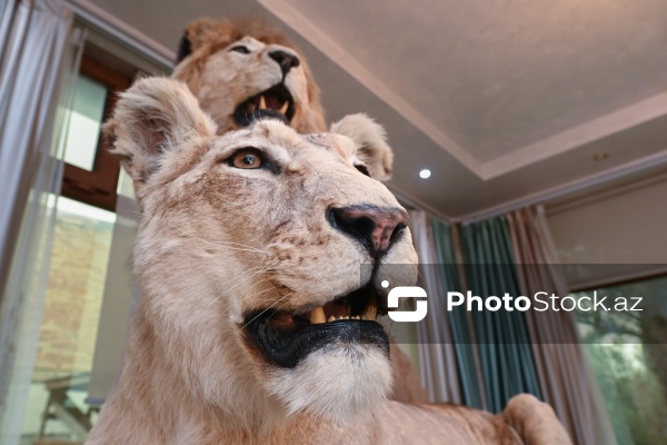 Dünyanın müxtəlif ölkələrindən toplanan ov kolleksiyası