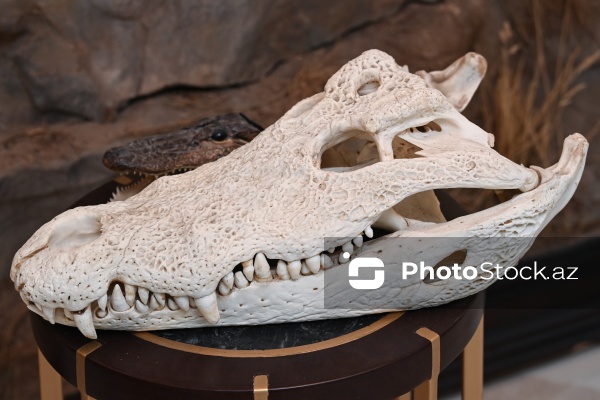 Dünyanın müxtəlif ölkələrindən toplanan ov kolleksiyası