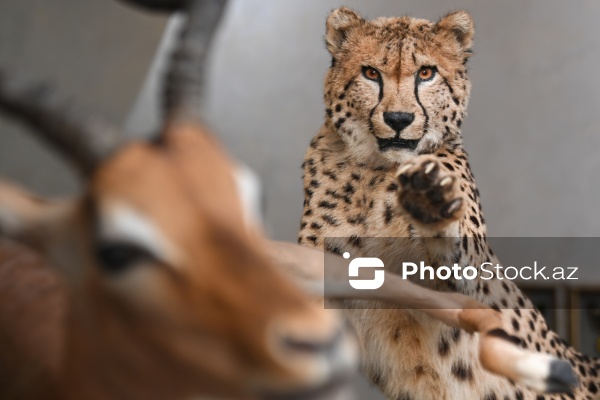 Dünyanın müxtəlif ölkələrindən toplanan ov kolleksiyası