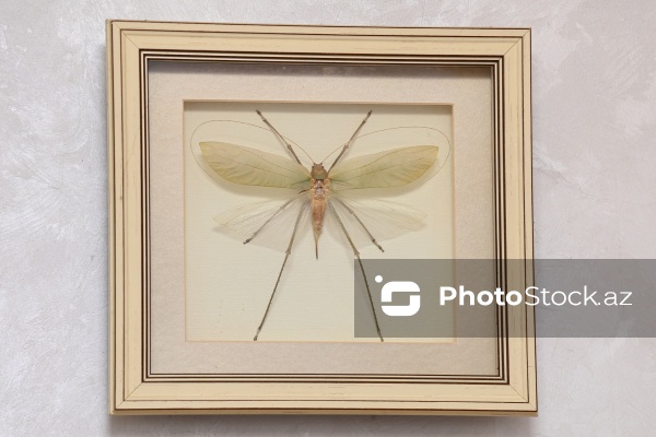 Dünyanın müxtəlif ölkələrindən toplanan ov kolleksiyası