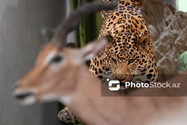 Dünyanın müxtəlif ölkələrindən toplanan ov kolleksiyası
