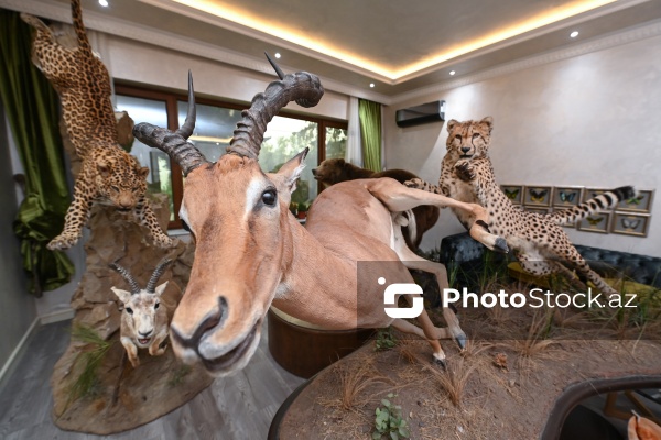 Dünyanın müxtəlif ölkələrindən toplanan ov kolleksiyası