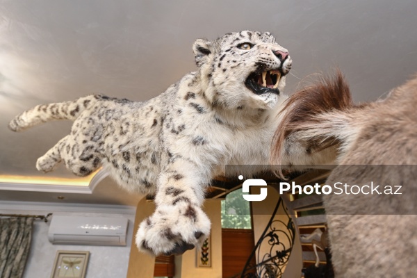 Dünyanın müxtəlif ölkələrindən toplanan ov kolleksiyası