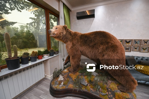 Dünyanın müxtəlif ölkələrindən toplanan ov kolleksiyası