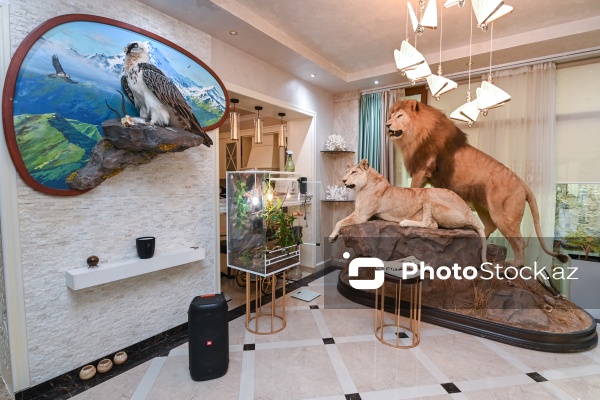 Dünyanın müxtəlif ölkələrindən toplanan ov kolleksiyası