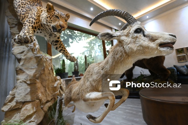 Dünyanın müxtəlif ölkələrindən toplanan ov kolleksiyası