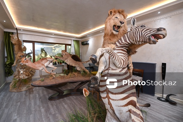 Dünyanın müxtəlif ölkələrindən toplanan ov kolleksiyası