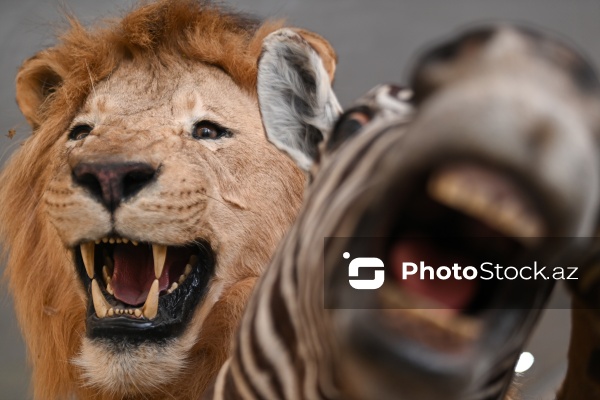 Dünyanın müxtəlif ölkələrindən toplanan ov kolleksiyası