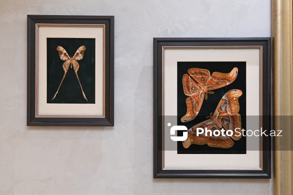 Dünyanın müxtəlif ölkələrindən toplanan ov kolleksiyası