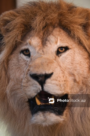 Dünyanın müxtəlif ölkələrindən toplanan ov kolleksiyası