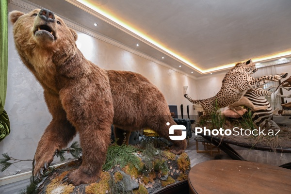 Dünyanın müxtəlif ölkələrindən toplanan ov kolleksiyası