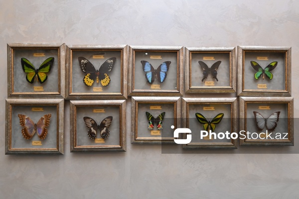 Dünyanın müxtəlif ölkələrindən toplanan ov kolleksiyası