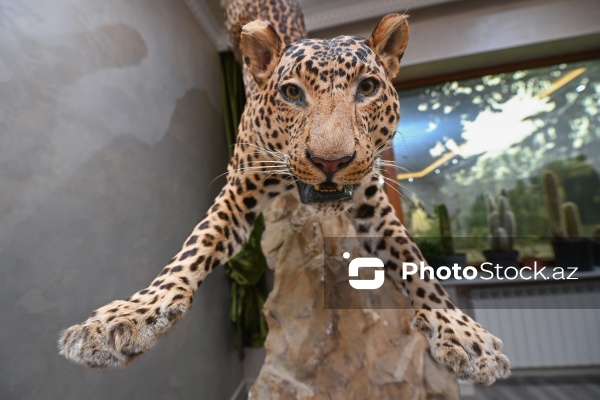 Dünyanın müxtəlif ölkələrindən toplanan ov kolleksiyası
