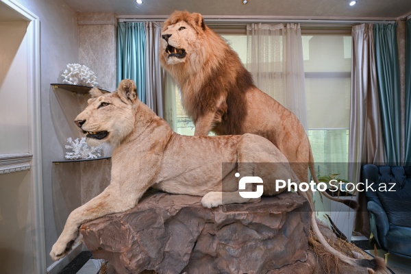 Dünyanın müxtəlif ölkələrindən toplanan ov kolleksiyası