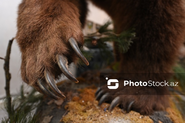 Dünyanın müxtəlif ölkələrindən toplanan ov kolleksiyası