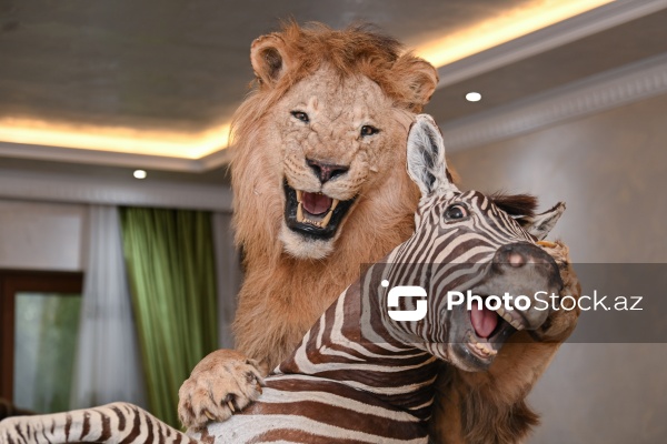 Dünyanın müxtəlif ölkələrindən toplanan ov kolleksiyası