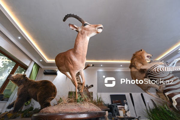 Dünyanın müxtəlif ölkələrindən toplanan ov kolleksiyası