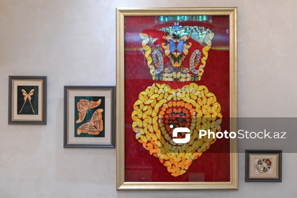 Dünyanın müxtəlif ölkələrindən toplanan ov kolleksiyası