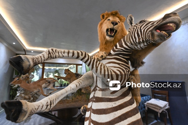 Dünyanın müxtəlif ölkələrindən toplanan ov kolleksiyası