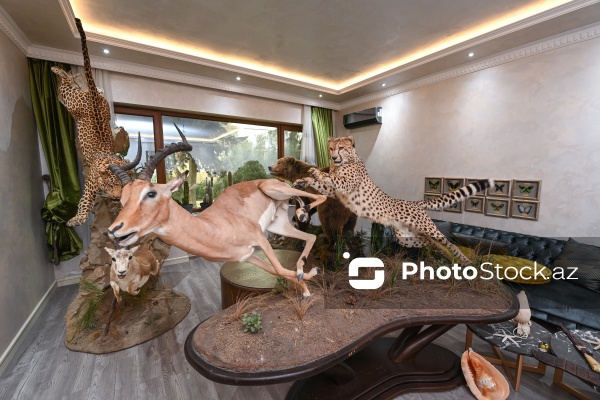 Dünyanın müxtəlif ölkələrindən toplanan ov kolleksiyası