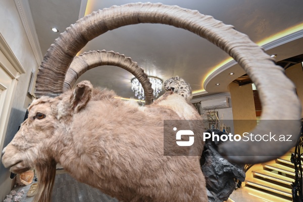 Dünyanın müxtəlif ölkələrindən toplanan ov kolleksiyası