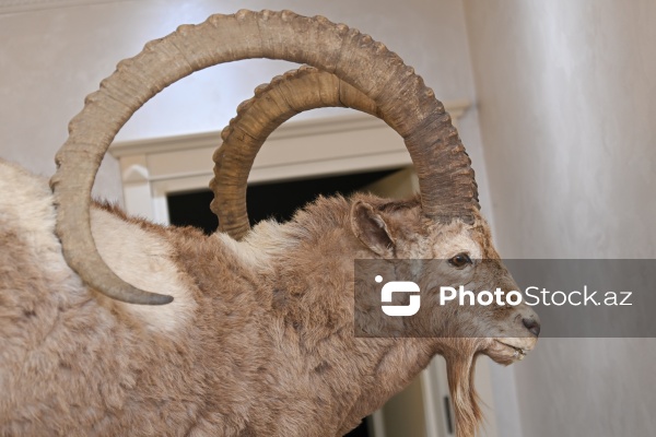 Dünyanın müxtəlif ölkələrindən toplanan ov kolleksiyası