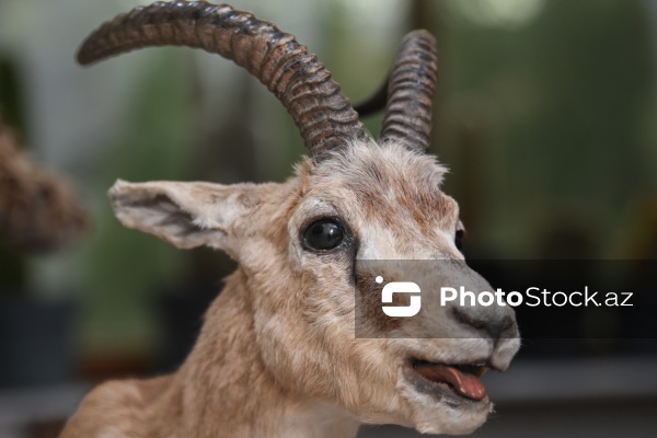 Dünyanın müxtəlif ölkələrindən toplanan ov kolleksiyası