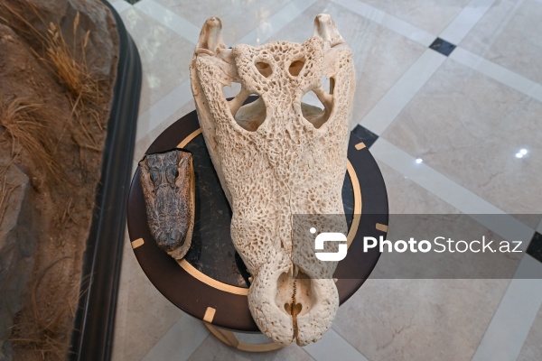 Dünyanın müxtəlif ölkələrindən toplanan ov kolleksiyası