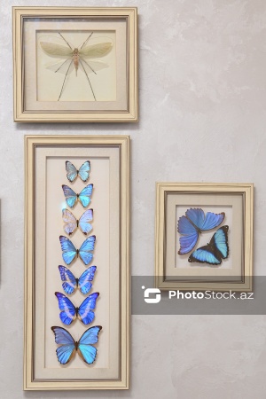 Dünyanın müxtəlif ölkələrindən toplanan ov kolleksiyası