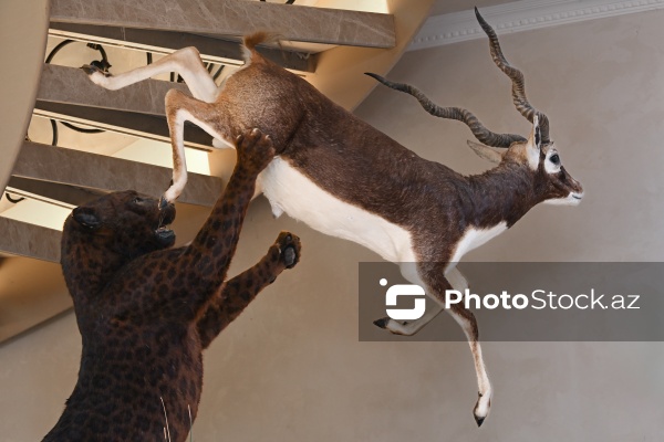 Dünyanın müxtəlif ölkələrindən toplanan ov kolleksiyası
