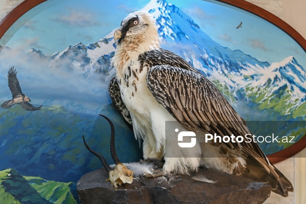 Dünyanın müxtəlif ölkələrindən toplanan ov kolleksiyası