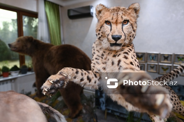 Dünyanın müxtəlif ölkələrindən toplanan ov kolleksiyası